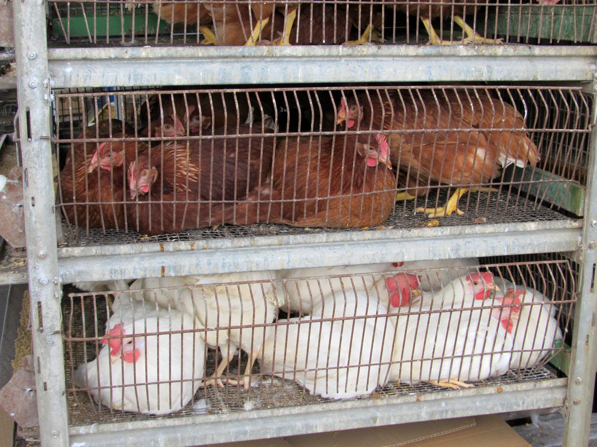 Venta de gallinas en Villanueva de la Serena – Pedro